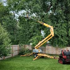 Reliable Morgantown, KY Tree Services Solutions